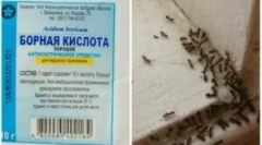 Recepty pro použití kyseliny borité z mravenců